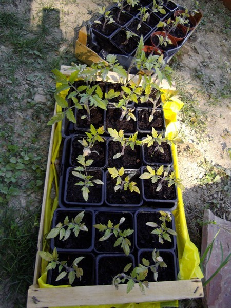 Coup De Chaud Pour Les Tomates